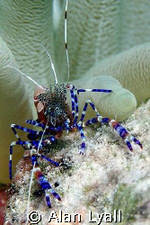 Spotted cleaner shrimp - Canon EOS350D; EF-S 60mm; single... by Alan Lyall 